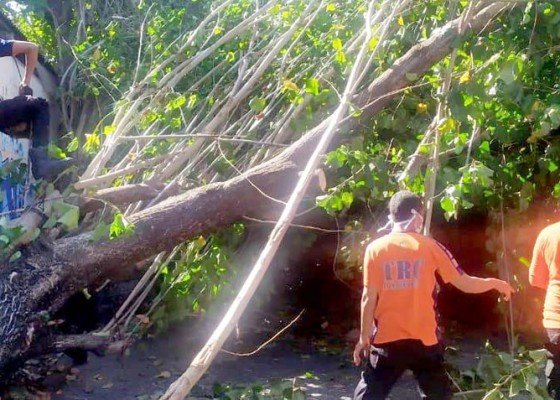 Nusabali.com - pohon-tumbang-timpa-warung-kabel-dan-tutup-akses-jalan