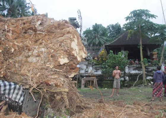 Nusabali.com - dua-pura-di-desa-pakraman-gegelang-rusak-dihantam-pohon