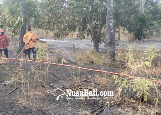 Nusabali.com - 25-pohon-mangga-terbakar