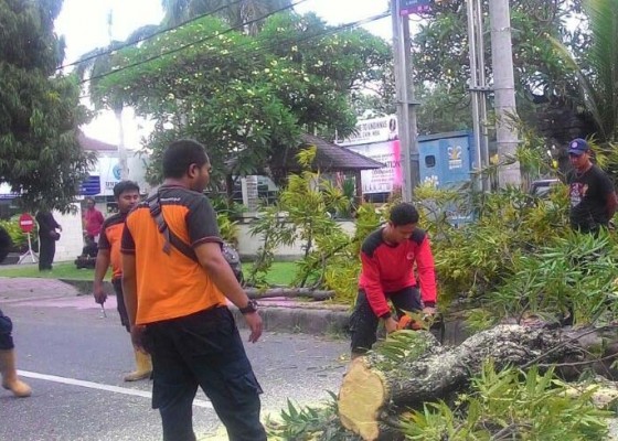 Nusabali.com - pohon-tumbang-tutup-jalan-di-depan-undiknas