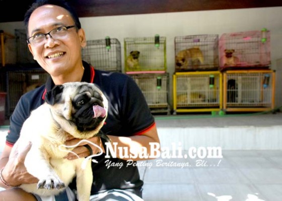 Nusabali.com - pelihara-anjing-pug-mulai-dari-hobi-hingga-bisnis