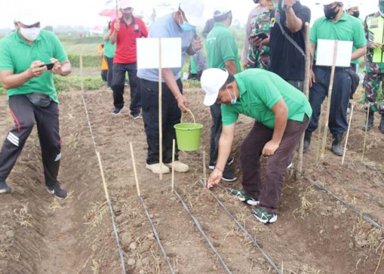 Nusabali.com - bupati-bangli-tanam-kacang-tanah-di-subak-tampuagan