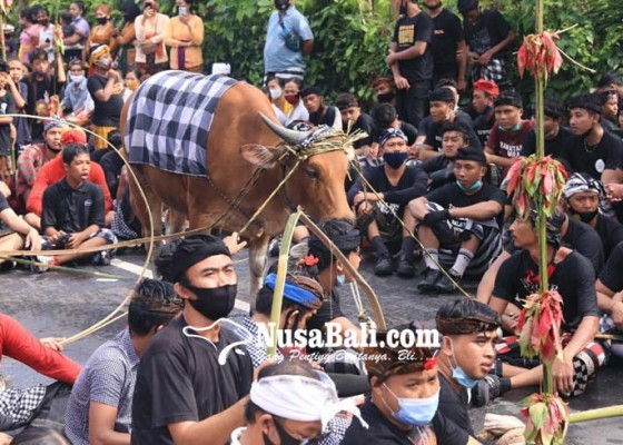 Nusabali.com - krama-berebut-ceceran-darah-sapi-untuk-dioleskan-ke-sekujur-tubuh