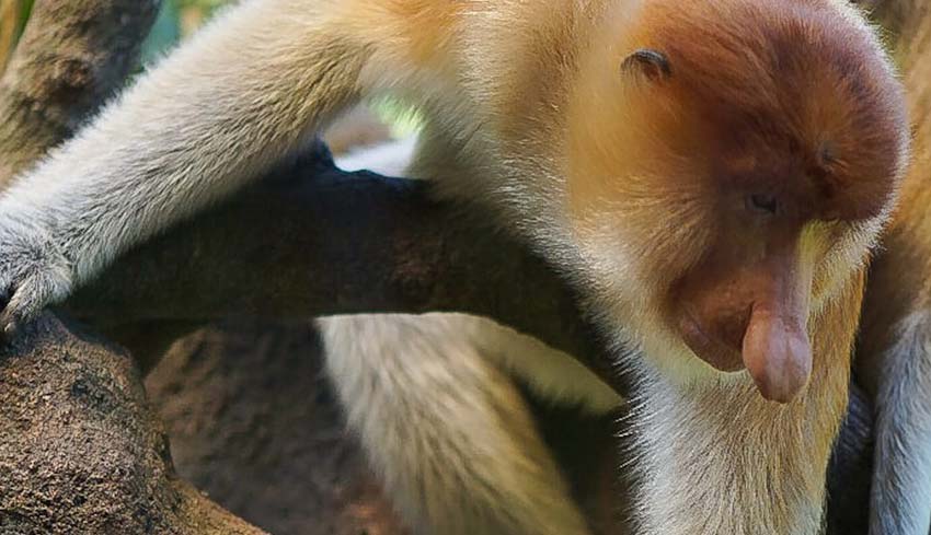 Nusabali Com Bekantan Satwa Khas Kalimantan Huni Bali Safari Park