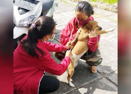 Nusabali.com - pandemi-covid-19-vaksinasi-rabies-tetap-digencarkan