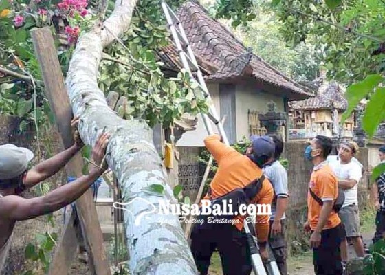 Nusabali.com - pohon-nangka-tumbang-timpa-angkul-angkul