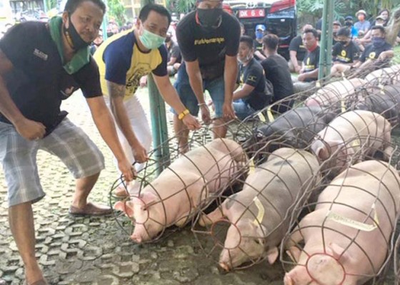 Nusabali.com - suyasa-bagikan-35-ton-daging-babi