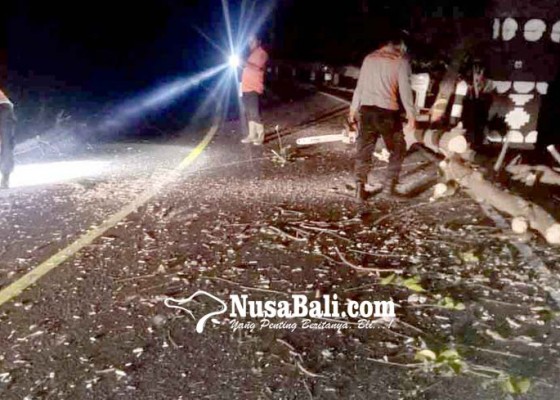 Nusabali.com - pohon-tumbang-tutup-badan-jalan