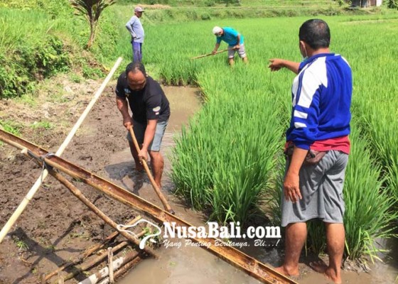 Nusabali.com - subak-munduk-pilot-project-mina-padi