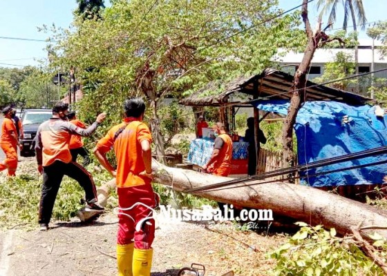 Nusabali.com - buleleng-musim-angin-kencang-waspadai-pohon-tumbang