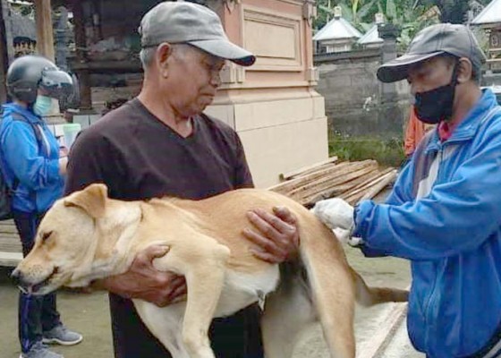 Nusabali.com - vaksinasi-rabies-sudah-sasar-15223-anjing