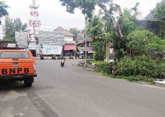 Nusabali.com - diguyur-hujan-pohon-tumbang-timpa-kabel-pln-di-seminyak