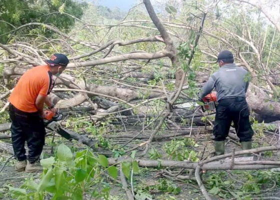 Nusabali.com - pohon-santen-tumbang-timpa-kabel-listrik