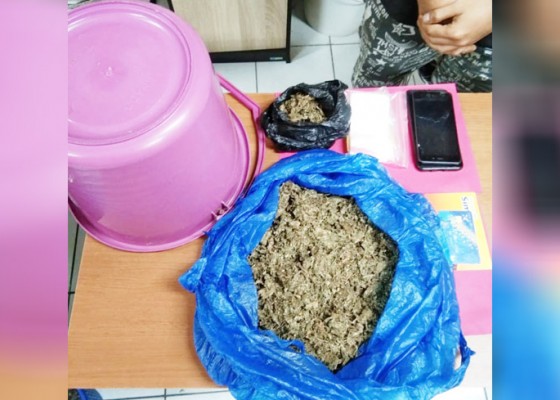 Nusabali.com - kos-pria-medan-digerebek-temukan-satu-ember-ganja