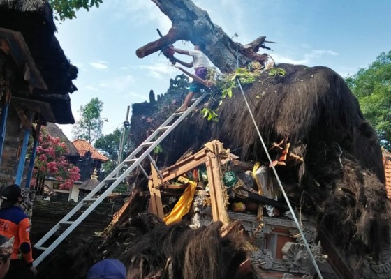 Nusabali.com - pohon-tumbang-timpa-palinggih-pura-kahyangan-tiga-desa-adat-pikah