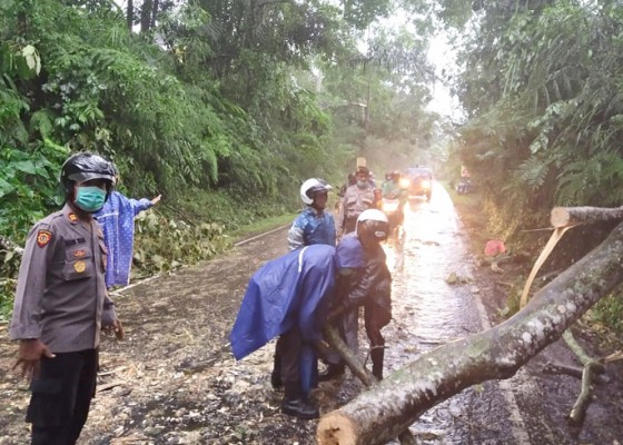 Nusabali.com - pohon-tumbang-tutup-jalan-kerta