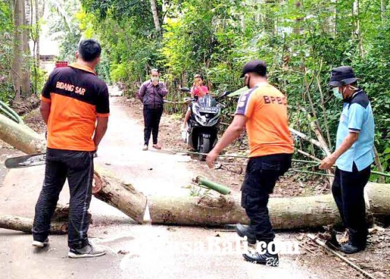 Nusabali.com - pohon-kepuh-tumbang-tutup-jalan-di-desa-bugbug