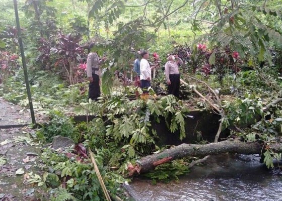 Nusabali.com - siswi-smk-tewas-tertimpa-pohon-saat-mandi