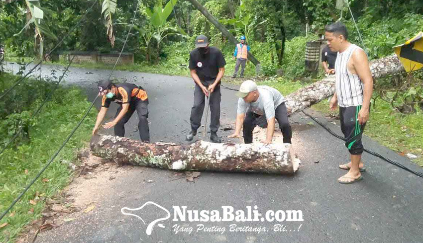 Pohon Tumbang Truk Kesulitan Melintas