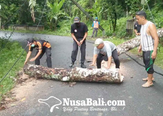 Nusabali.com - pohon-tumbang-truk-kesulitan-melintas