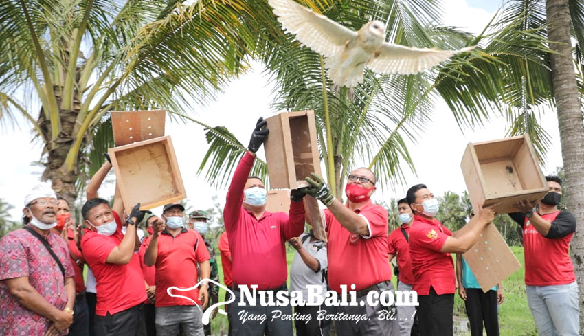 NUSABALI.com - Petani Taro Dikenalkan Burung Hantu