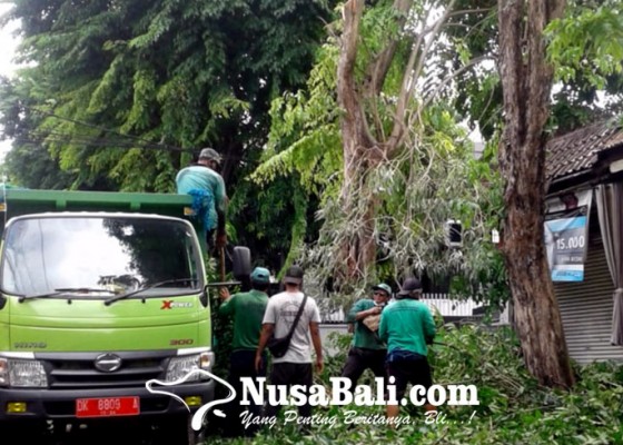 Nusabali.com - musim-hujan-dlhk-intensifkan-perompesan-pohon-perindang