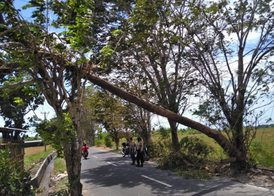 Nusabali.com - angin-kencang-pohon-tumbang-di-11-titik-di-badung