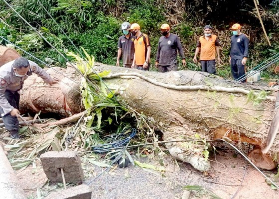 Nusabali.com - angin-kencang-pohon-bertumbangan-di-tabanan