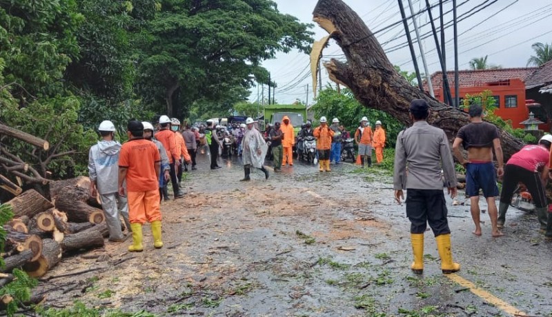 www.nusabali.com-pohon-tumbang-di-temukus-jalan-raya-singaraja-seririt-tersendat