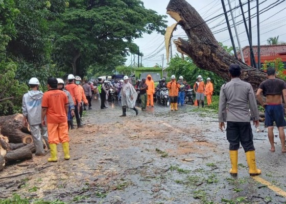 Nusabali.com - pohon-tumbang-di-temukus-jalan-raya-singaraja-seririt-tersendat