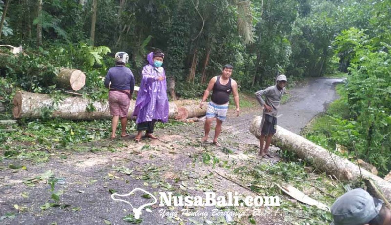 www.nusabali.com-diterjang-angin-kencang-pohon-bertumbangan