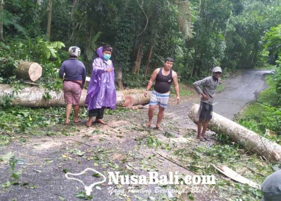 Nusabali.com - diterjang-angin-kencang-pohon-bertumbangan