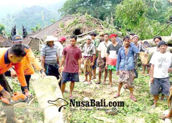 Nusabali.com - pohon-bertumbangan-bpbd-minim-alat