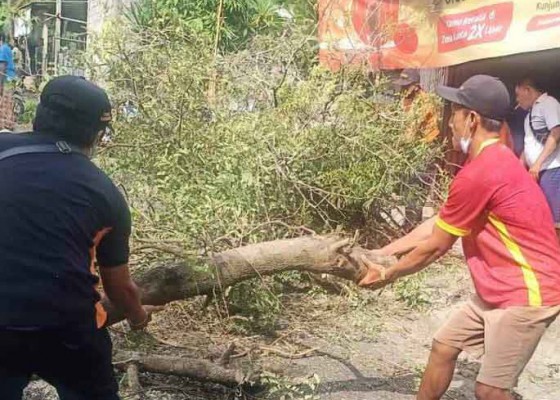 Nusabali.com - dua-pengendara-motor-tertimpa-pohon-satu-luka-berat