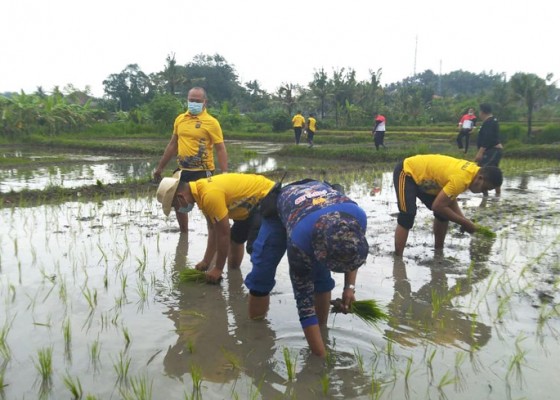 Nusabali.com - polsek-jadikan-sidan-desa-tangguh-dewata