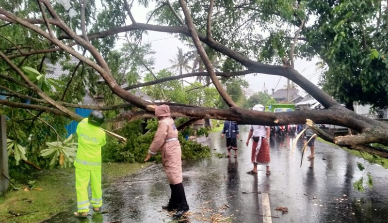 www.nusabali.com-pohon-perindang-tumbang-macet-1-jam