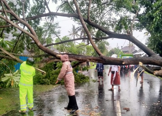 Nusabali.com - pohon-perindang-tumbang-macet-1-jam