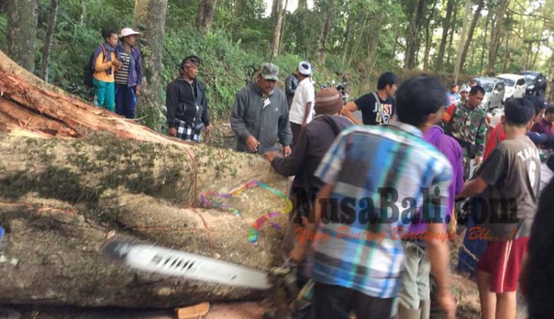 www.nusabali.com-pohon-tumbang-penelokan-besakih-macet-4-jam