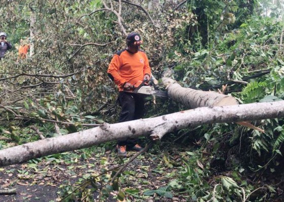 Nusabali.com - pohon-tumbang-tutup-jalan-di-desa-taman