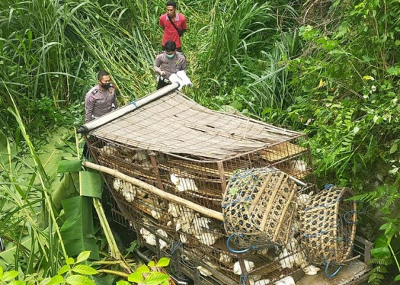 Nusabali.com - pick-up-angkut-1000-ayam-nyemplung-jurang