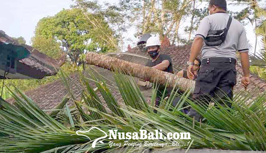 NUSABALI.com - Dua Rumah Tertimpa Pohon Tumbang