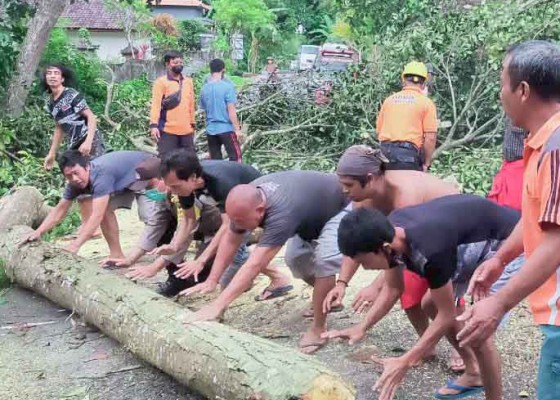 Nusabali.com - pohon-nangka-tumbang-timpa-rumah