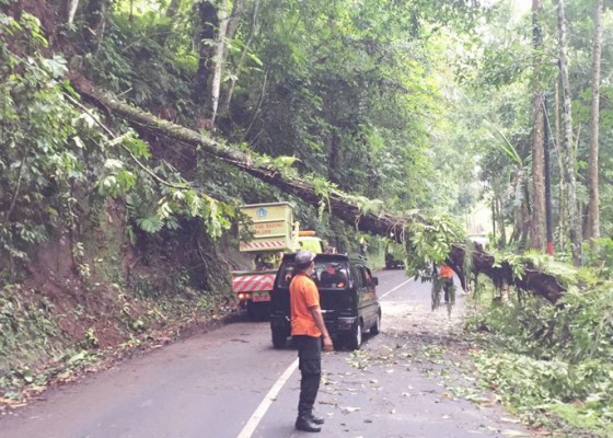 Nusabali.com - pohon-tumbang-tutup-setengah-badan-jalan-arus-lalin-terganggu