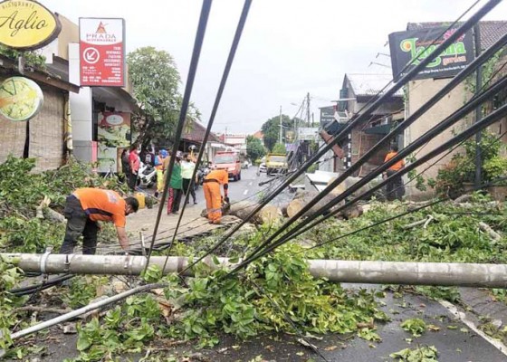 Nusabali.com - hujan-angin-pohon-bertumbangan