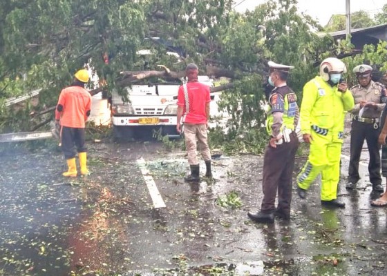 Nusabali.com - pohon-tumbang-timpa-truk-sopir-selamat