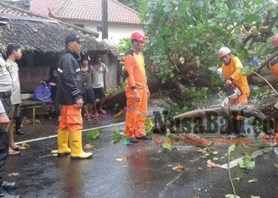 Nusabali.com - waru-tumbang-singaraja-gilimanuk-lumpuh