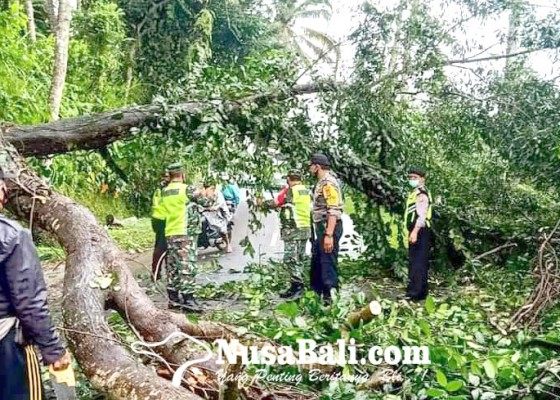 Nusabali.com - akasia-tumbang-kemacetan-hingga-15-kilometer