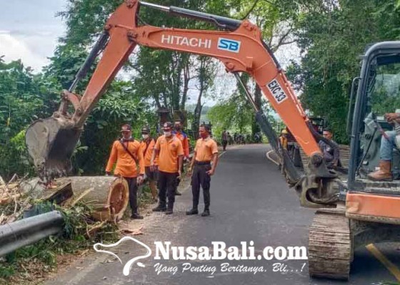 Nusabali.com - evakuasi-pohon-tumbang-bpbd-pinjam-ekskavator