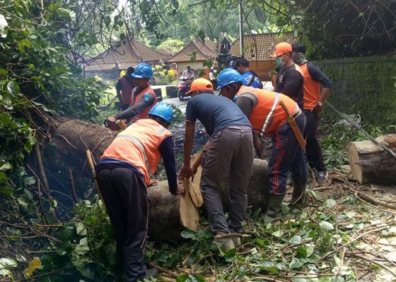 Nusabali.com - hujan-deras-bencana-timpa-5-lokasi-di-tabanan