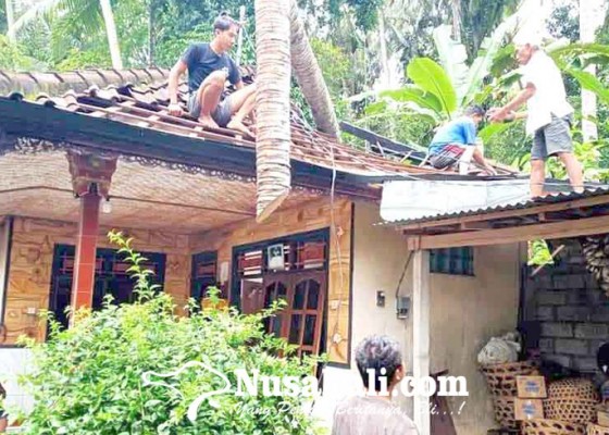 Nusabali.com - dua-rumah-dan-pura-subak-tertimpa-pohon